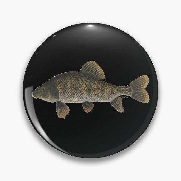 Item preview, Eastern Creek Chubsucker (Erimyzon oblongus) designed and sold by LeakyCanoeArt.