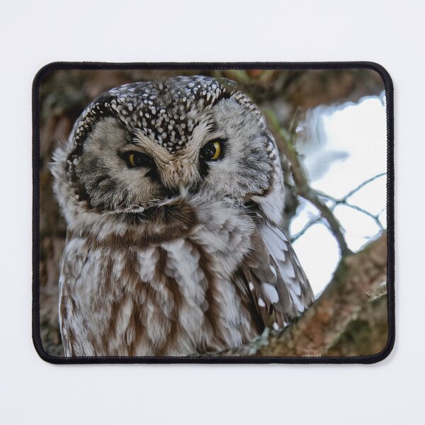 Item preview, Boreal Owl designed and sold by Owl-Images.