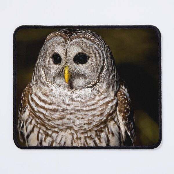 Item preview, Barred Owl designed and sold by Owl-Images.