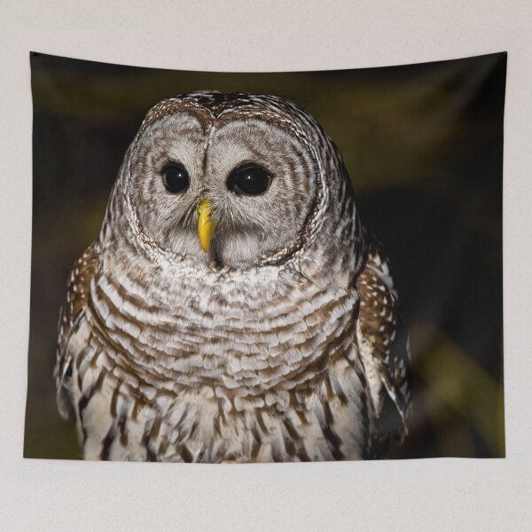 Item preview, Barred Owl designed and sold by Owl-Images.
