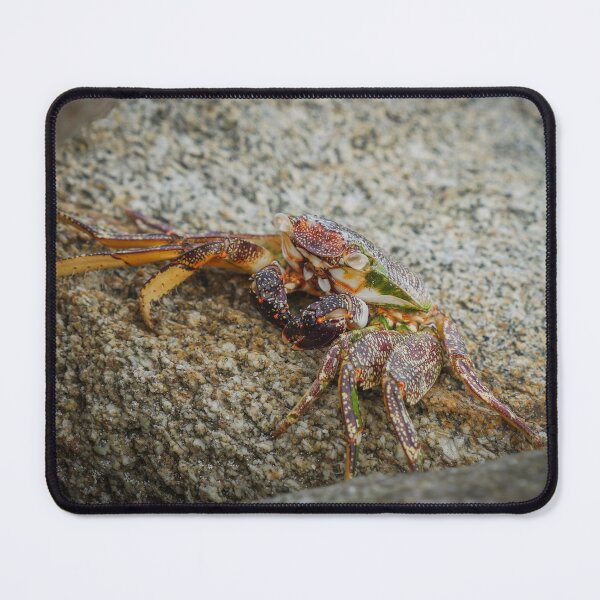 Item preview, Caribbean Crustacean designed and sold by soleilartco.