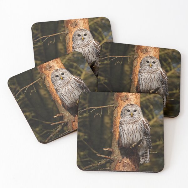 Item preview, Barred Owl On Pine designed and sold by Owl-Images.