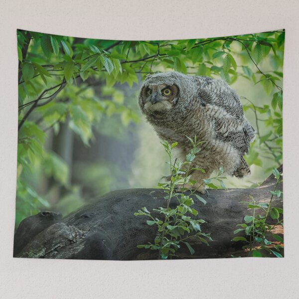 Item preview, Great Horned Owlet designed and sold by Owl-Images.