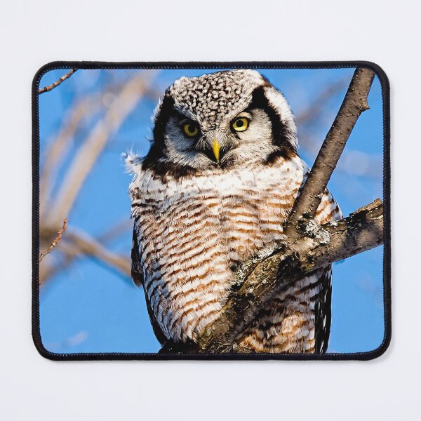 Item preview, Northern Hawk Owl designed and sold by Owl-Images.