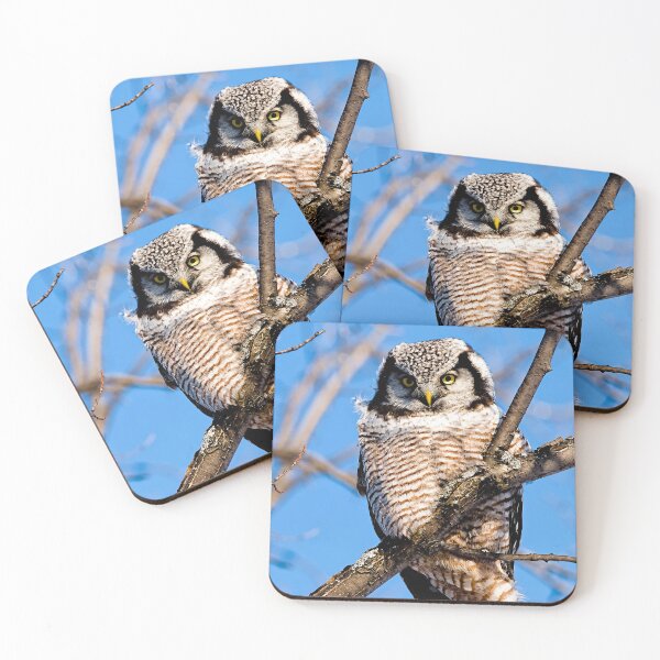 Item preview, Northern Hawk Owl designed and sold by Owl-Images.