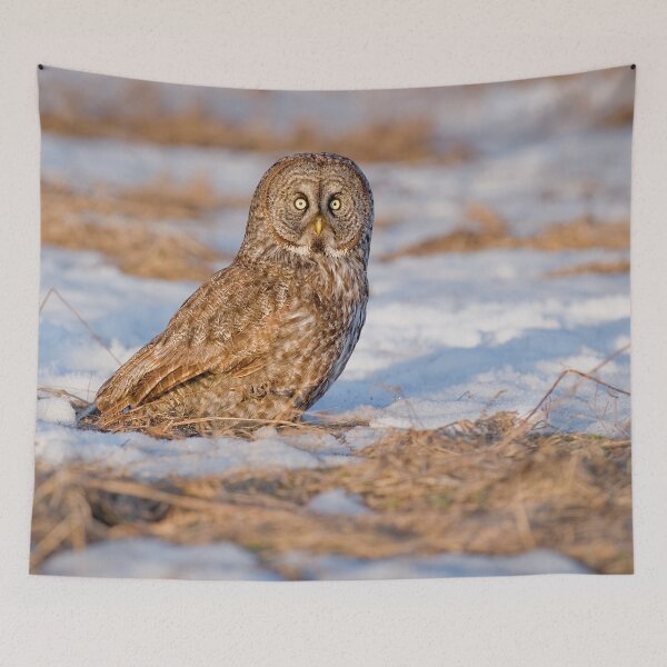 Item preview, Great Grey Owl designed and sold by Owl-Images.