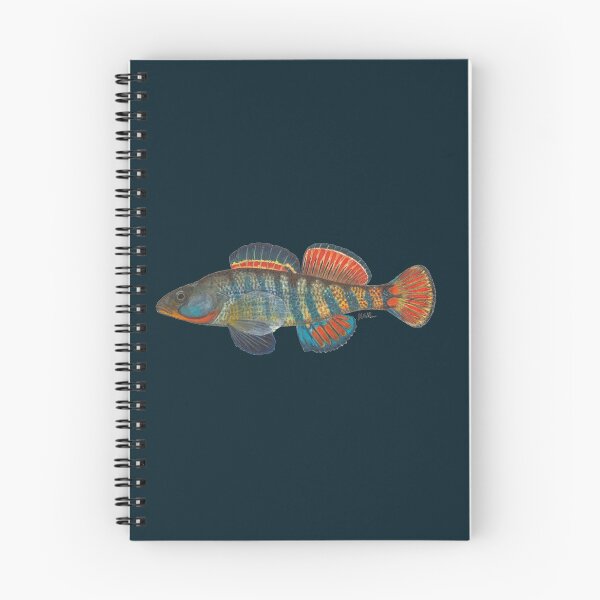Item preview, Rainbow Darter (Etheostoma caeruleum) designed and sold by LeakyCanoeArt.