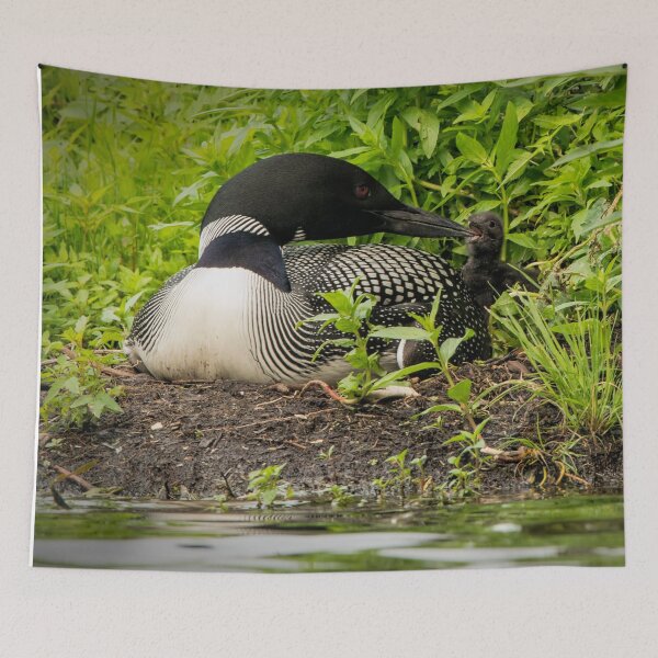 Item preview, Nesting Loons 5 designed and sold by Loon-Images.