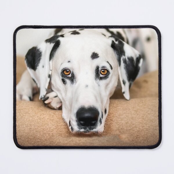 Aperçu de l'œuvre Chien dalmatien, nature, animal créée et vendue par zero-g.