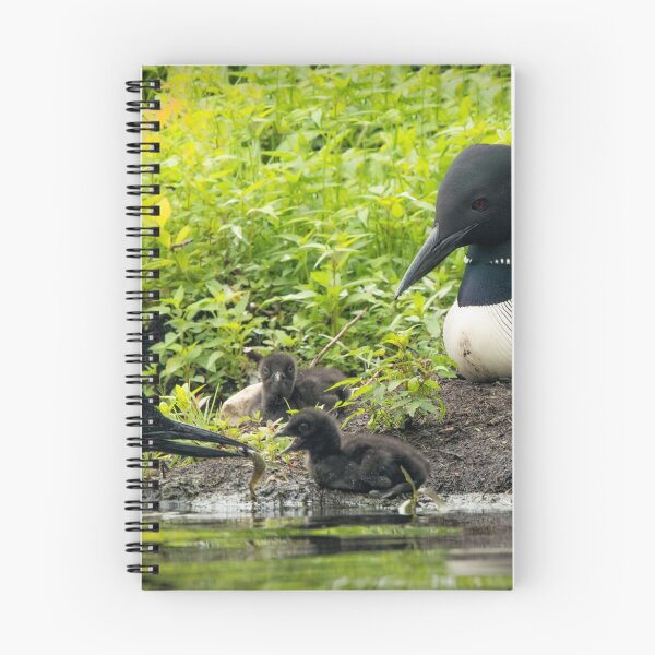 Item preview, Nesting Loons 4 designed and sold by Loon-Images.