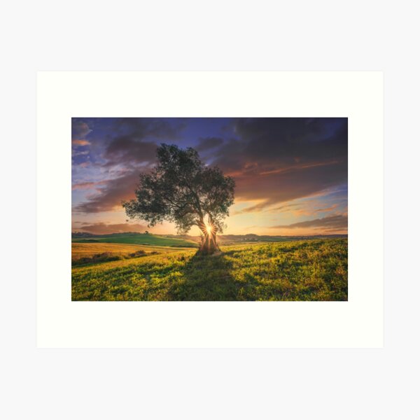 Olive tree at sunset. Tuscany Italy Art Print