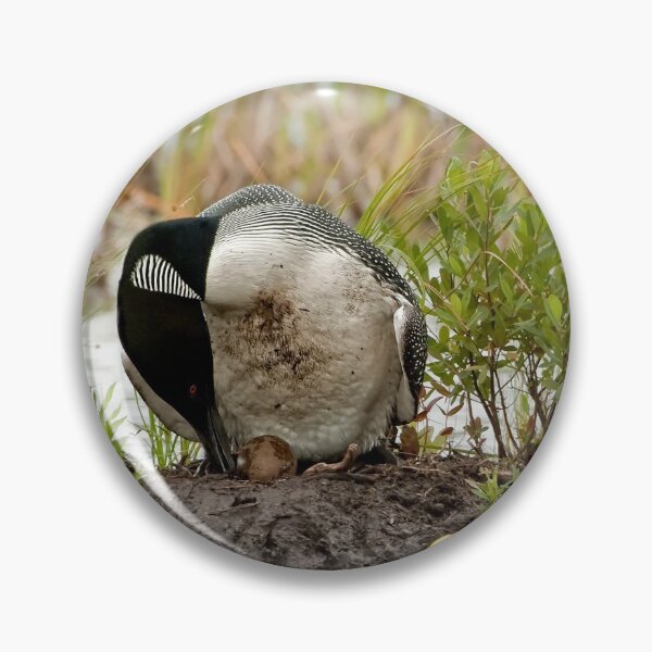 Item preview, Nesting Loons 1 designed and sold by Loon-Images.