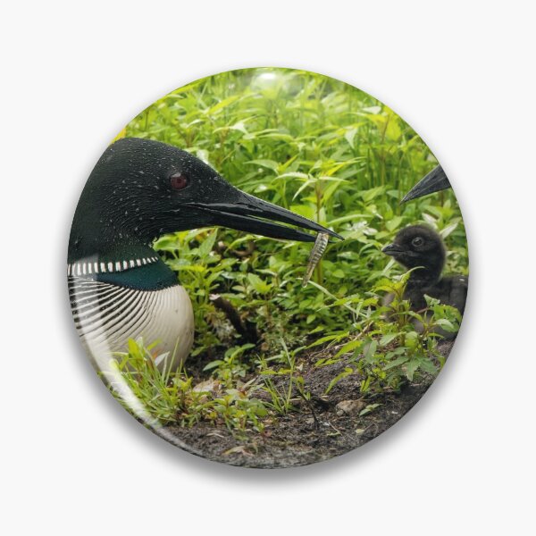 Item preview, Nesting Loons 2 designed and sold by Loon-Images.
