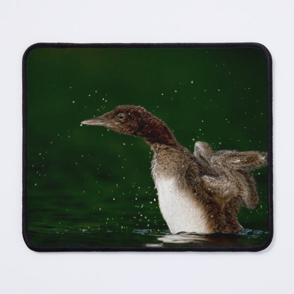 Item preview, Loon Chick 10 designed and sold by Loon-Images.