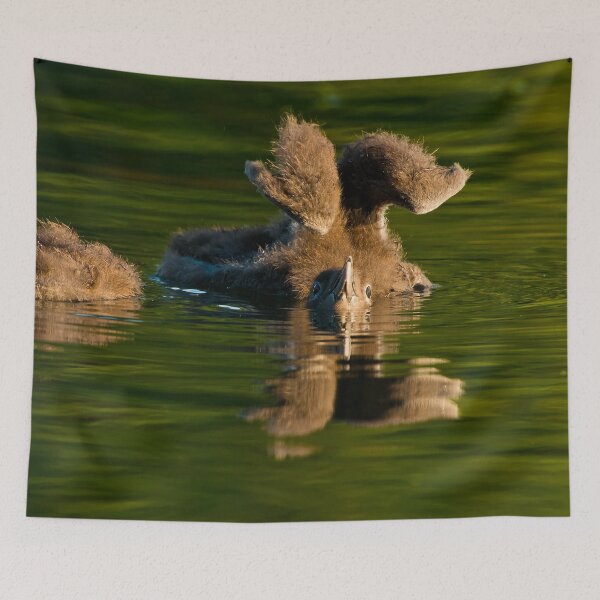 Item preview, Loon Chick 7 designed and sold by Loon-Images.