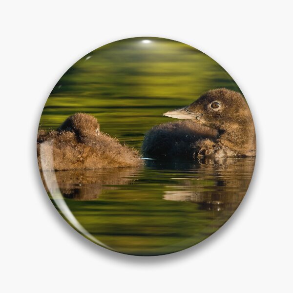 Item preview, Loon Chick 6 designed and sold by Loon-Images.