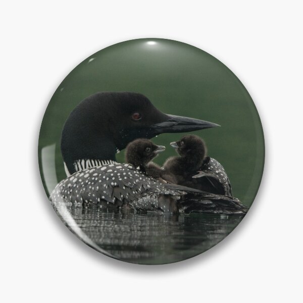 Item preview, Common Loon And Chick designed and sold by Loon-Images.