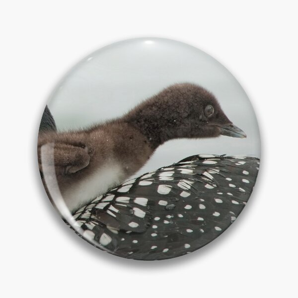 Item preview, Common Loon And Chick designed and sold by Loon-Images.