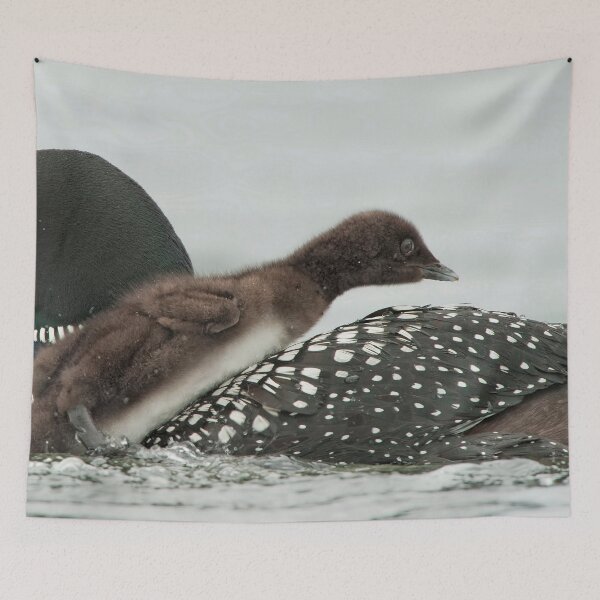 Item preview, Common Loon And Chick designed and sold by Loon-Images.