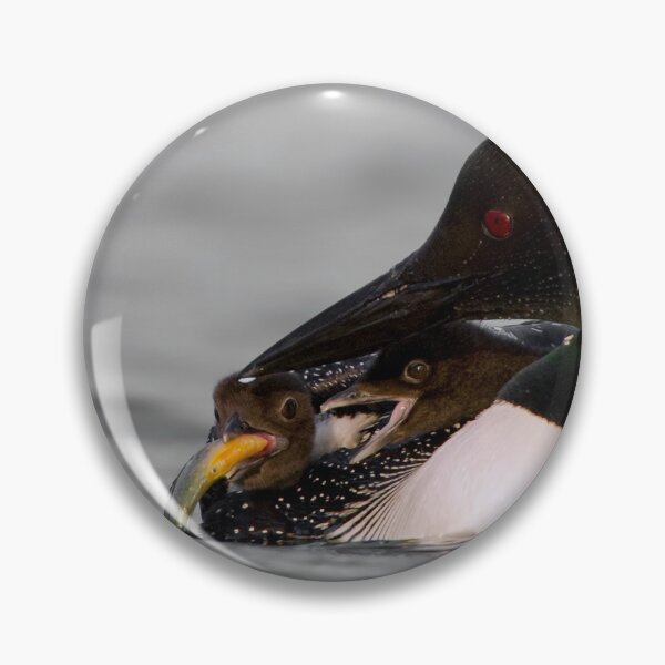 Item preview, Common Loon And Chick designed and sold by Loon-Images.
