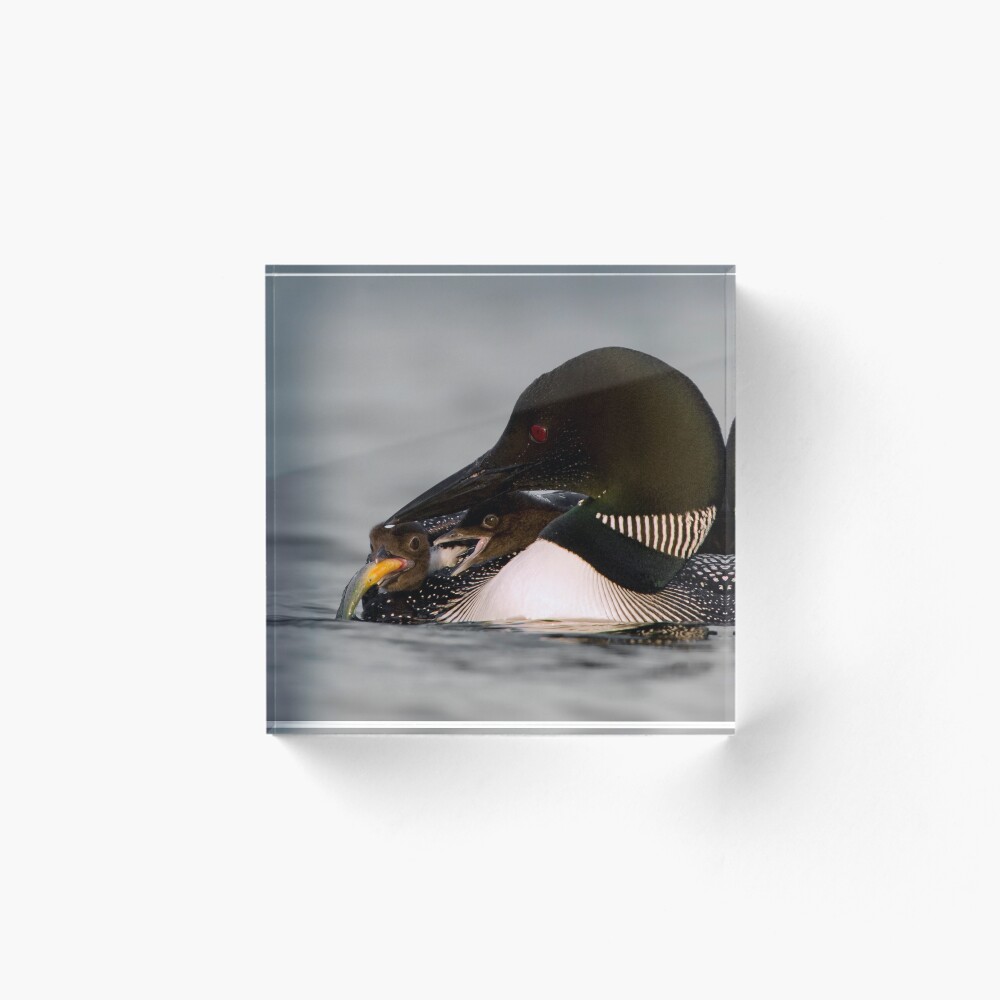 Artikel-Vorschau von Acrylblock, designt und verkauft von Loon-Images.