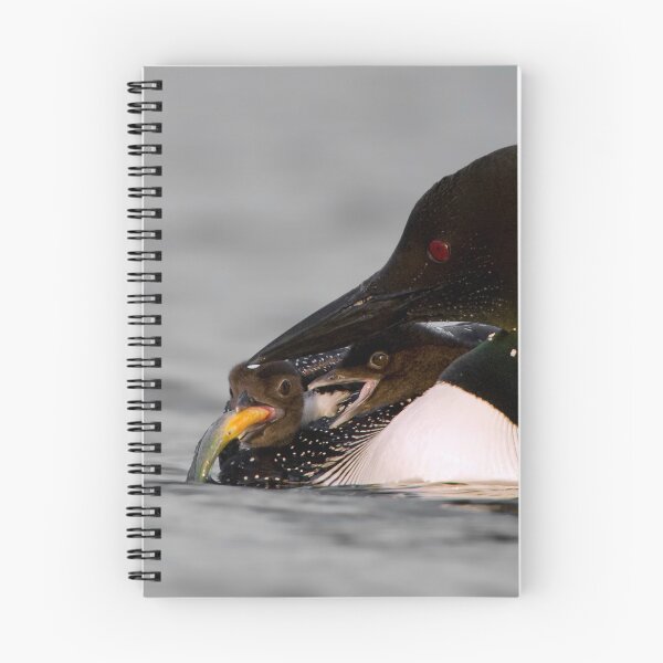 Item preview, Common Loon And Chick designed and sold by Loon-Images.