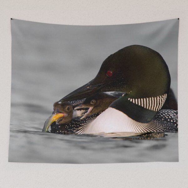 Item preview, Common Loon And Chick designed and sold by Loon-Images.
