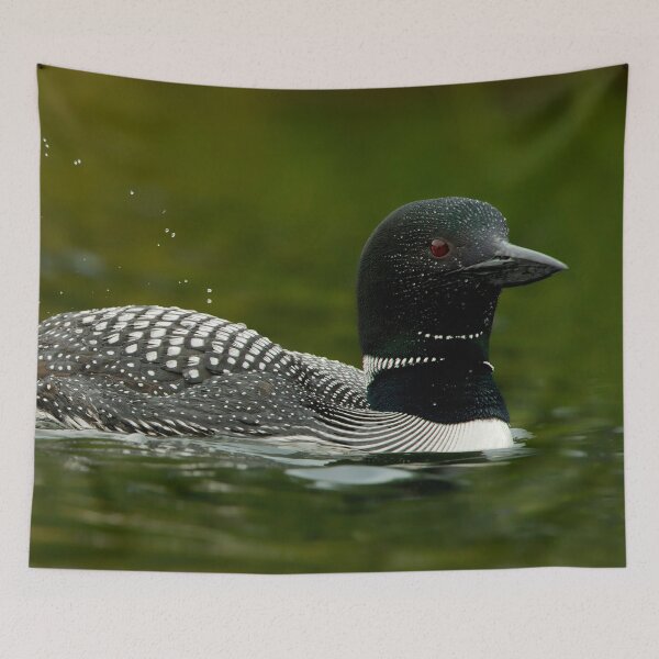 Item preview, Common Loon And Chick designed and sold by Loon-Images.