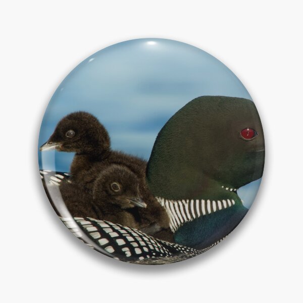 Item preview, Common Loon And Chick designed and sold by Loon-Images.