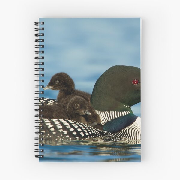 Item preview, Common Loon And Chick designed and sold by Loon-Images.