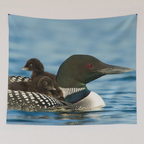 Item preview, Common Loon And Chick designed and sold by Loon-Images.
