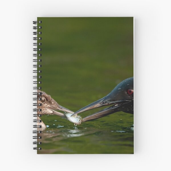 Item preview, Common Loon And Chick designed and sold by Loon-Images.