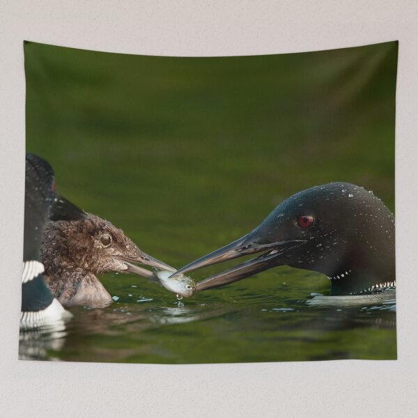 Item preview, Common Loon And Chick designed and sold by Loon-Images.