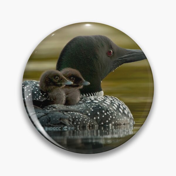 Item preview, Common Loon And Chick designed and sold by Loon-Images.