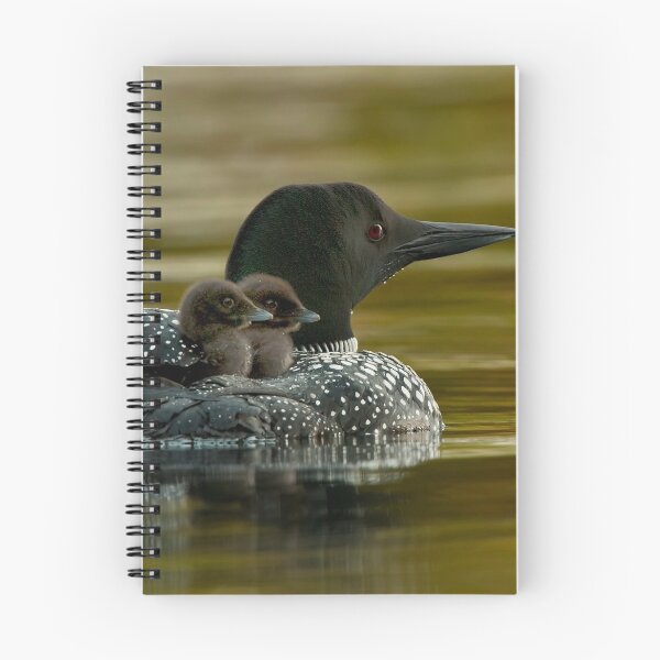 Item preview, Common Loon And Chick designed and sold by Loon-Images.