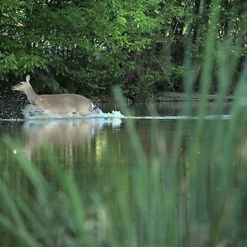 Artwork thumbnail, Splashing Doe by Ryan Stephens