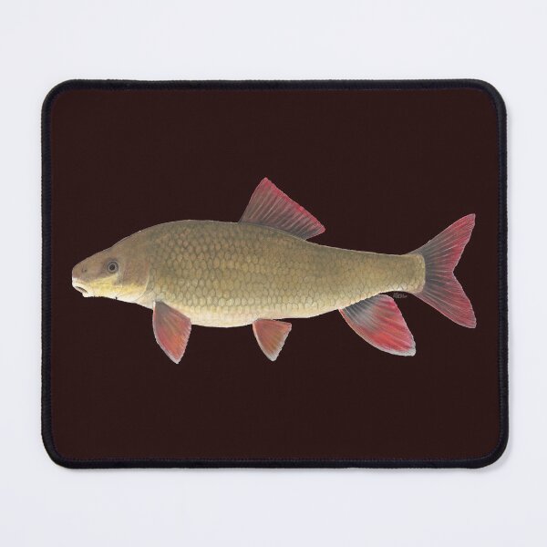 Item preview, Redhorse robusto (Moxostoma robustum) designed and sold by LeakyCanoeArt.