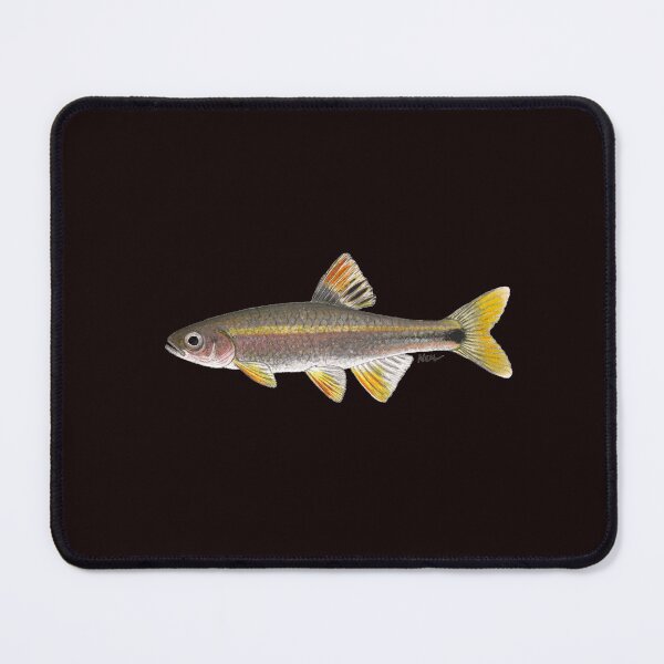 Item preview, Tricolor Shiner (Cyprinella trichoistia) designed and sold by LeakyCanoeArt.