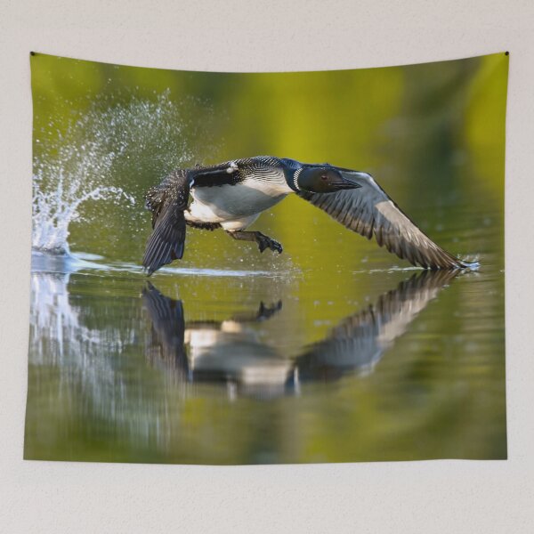 Item preview, Common Loon designed and sold by Loon-Images.