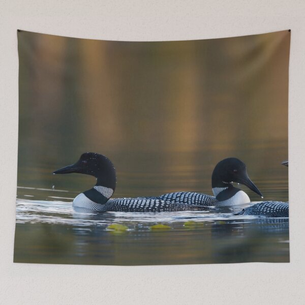 Item preview, Common Loons designed and sold by Loon-Images.