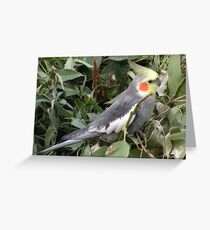 Cockatiel : Nymphicus hollandicus Greeting Card