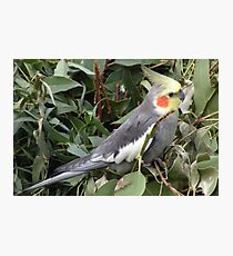 Cockatiel : Nymphicus hollandicus Photographic Print