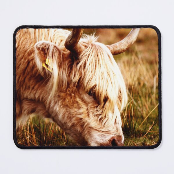 Item preview, Grazing welsh catte designed and sold by Mangell-photos.