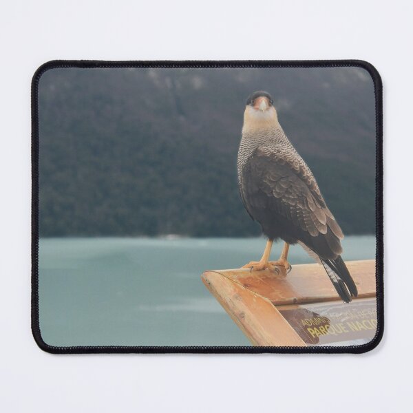 Item preview, Bird in the Perito Moreno National Park | Nature Travel Photography designed and sold by julidescole.