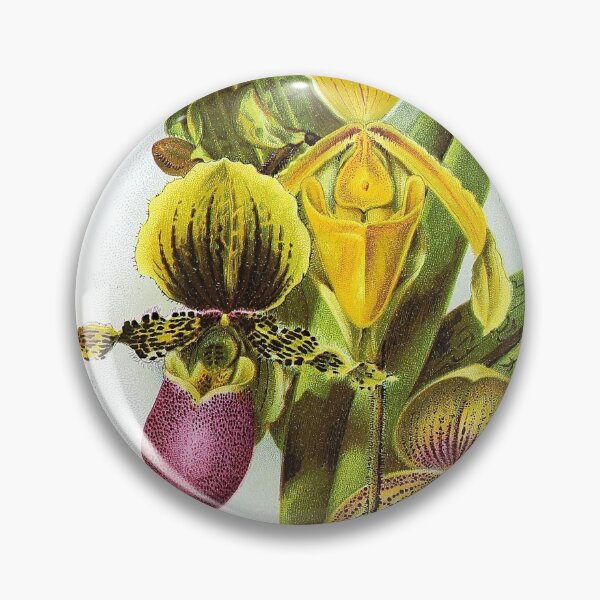 Item preview, Vintage Botanical Prints - Cypripediums from The gardener's assistant (1907) designed and sold by Douglas E. Welch Design and Photography.