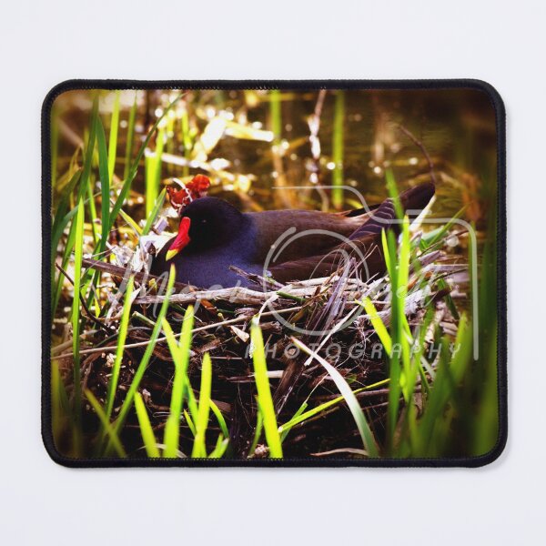 Item preview, moorhen designed and sold by Mangell-photos.