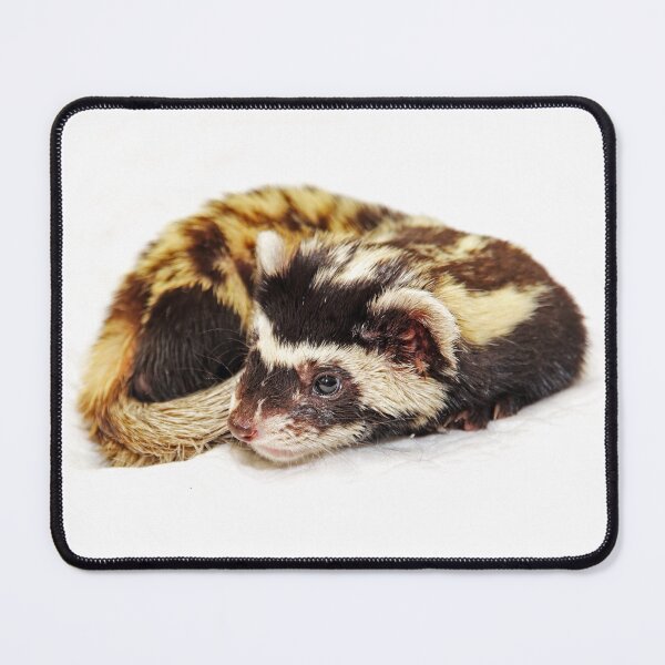 Item preview, Marbled polecat (Vormela peregusna) lie on white. designed and sold by IaroslavB.