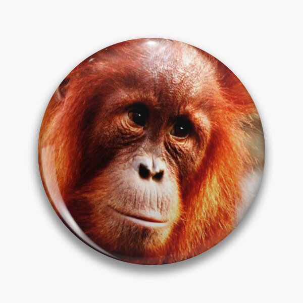 Item preview, Baby orangutan designed and sold by Mangell-photos.