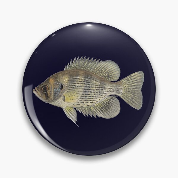 Item preview, Flier (Centrarchus macropterus) designed and sold by LeakyCanoeArt.