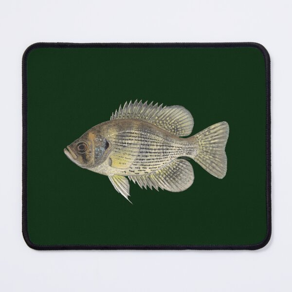 Item preview, Flier (Centrarchus macropterus) designed and sold by LeakyCanoeArt.